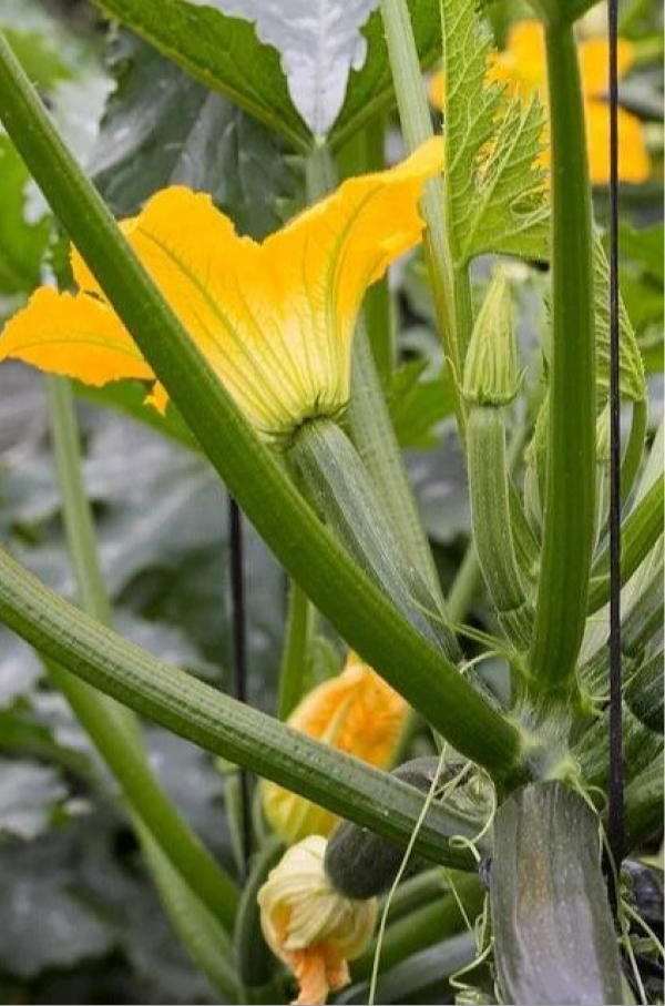 courgette-flower-berdea
