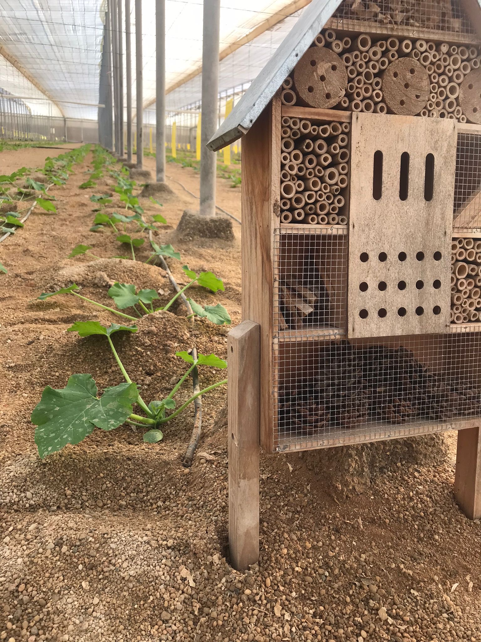 insect-hostel-berdeaSAT