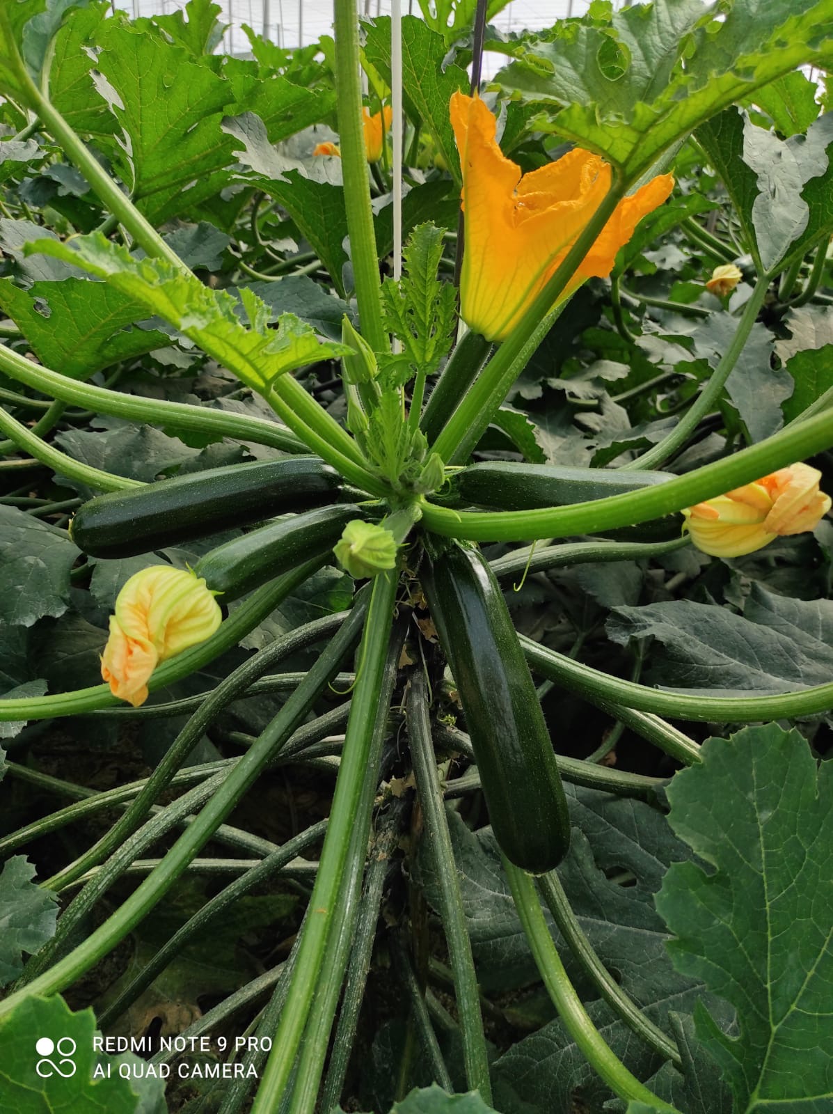 courgette-flower-berdea