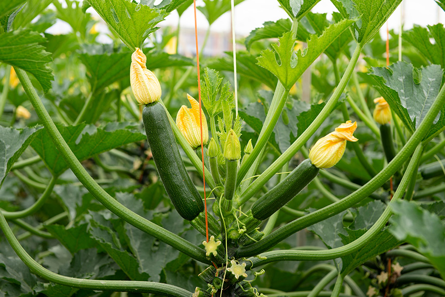 berdea-courgettes
