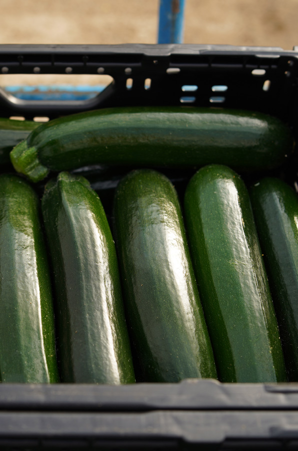 courgette-berdea